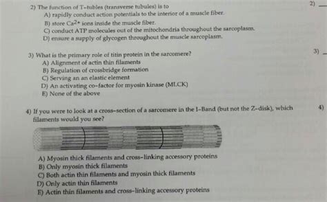 Solved 2) 2) The function of T-tubles (transverse tubules) | Chegg.com