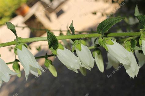 Bellflower Blanco En St Gallen Suiza Su Nombre En Lat N Es Campanula