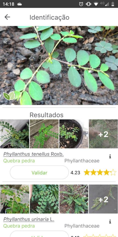 Cómo saber qué especie de planta por foto