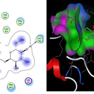 The Binding Mode Of Isorhamnetin Glucoside With Xanthine Oxidase