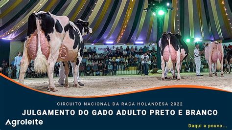 Agroleite Julgamento Do Gado Adulto Da Ra A Holandesa Preto E