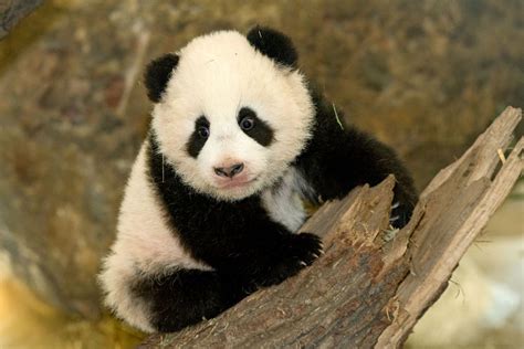 Fu Long mediaCARD von TEKAEF großer Verkaufserfolg für Tiergarten