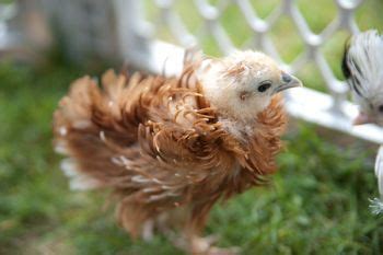 Murray Mcmurray Hatchery Red Frizzle Cochin Bantams