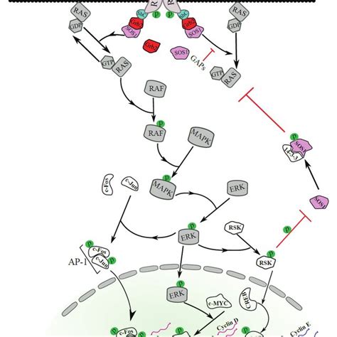 A Comprehensive Schematic Illustration Of Mammalian Cell Cycle