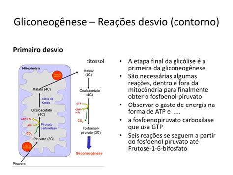 Aula 15 Bases Moleculares Da Manutenção Da Glicemia Glicogênese