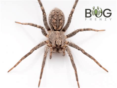 Trapdoor wolf spider (Portacosa cinerea) juveniles - Bug Frenzy