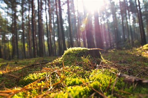 Premium Photo Sunlight Falling Through A Forest Of Pine Trees Trees