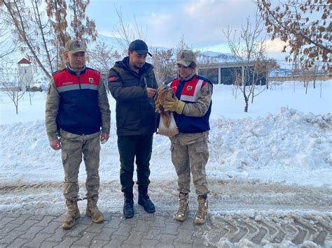 Van da yaralı bulundu Kızıl şahin koruma altına alındı