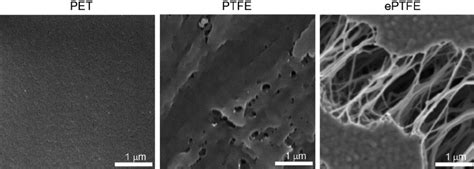 Scanning Electron Microscopy Images Of Biomaterial Surfaces The Pet