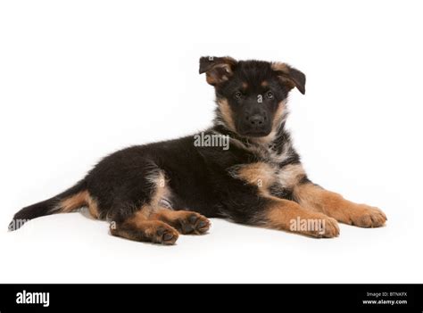 German Shepherd Dog Puppy At Seven Weeks Old Stock Photo Alamy