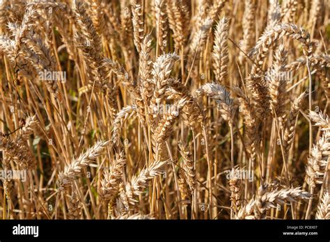 Field Of Barley Ready For Harvest In Brittany Stock Photo Alamy