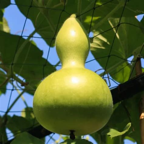 Semillas De Calabaza Del Peregrino Lagenaria Siceraria Cuotas Sin Inter S