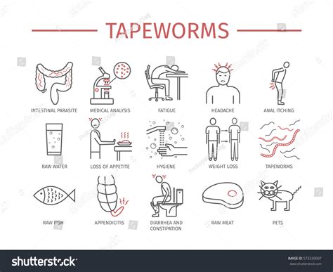 Tapeworms. Symptoms, Treatment. Line Icons set. - Royalty Free Stock ...