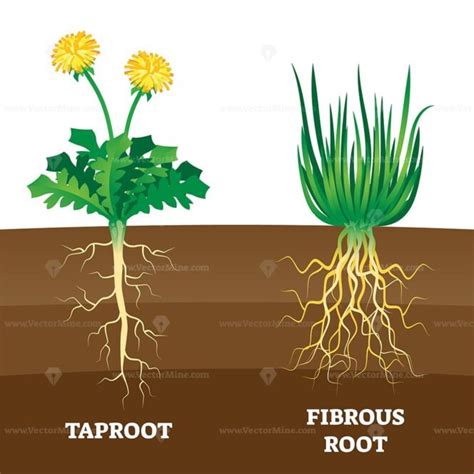 Diagram Of A Tap Root System How To Draw Root System Tap Roo