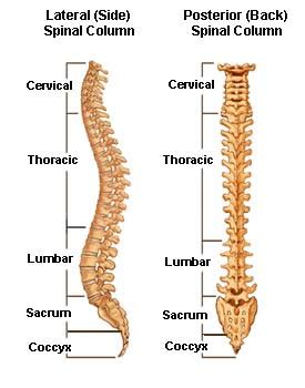 Types of Spinal Fractures | Minnesota Workers' Compensation Blog by Jennifer Yackley of Meuser ...