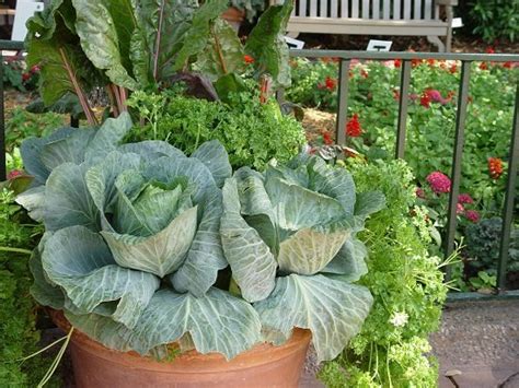 How To Grow Cabbage In Pots Growing Cabbage In Containers