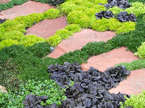 Low Maintenance Ground Cover Ideas