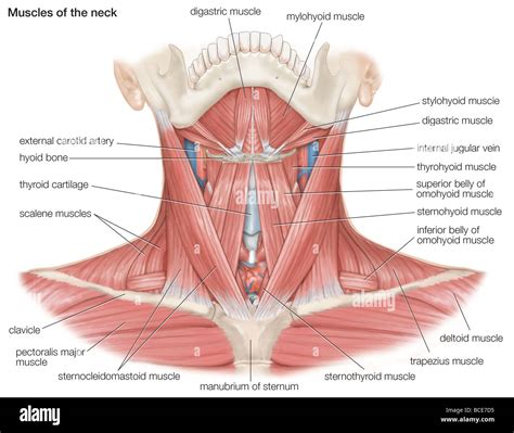 Los M Sculos Del Cuello Humano As Como Los Principales Huesos Y Vasos