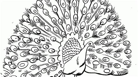 Peacock Drawing Image at GetDrawings | Free download