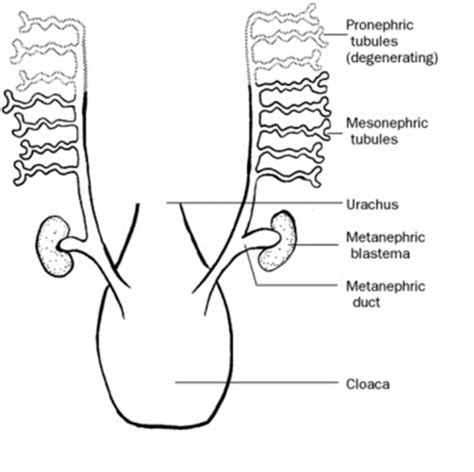 Sexual Development Of The Reproductive System Flashcards Quizlet