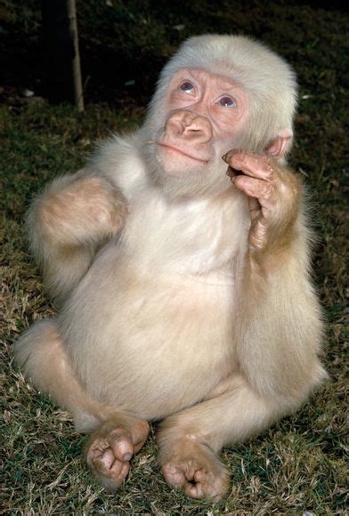 See Albino Gorilla, It's A Result of Inbreeding - INFORMATION NIGERIA