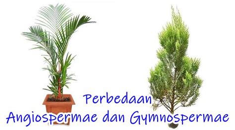 Perbedaan Gymnospermae Dan Angiospermae Contoh • Jagoan Kelas