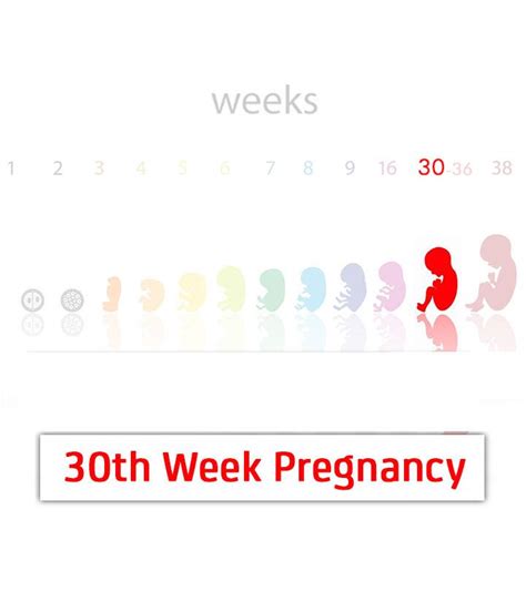 30 Weeks Pregnant: Baby Development, Symptoms And Tips