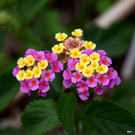 Lantana in Florida - FLOWERS!