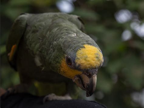 Yellow Naped Amazon Parrot Free Stock Photo - Public Domain Pictures