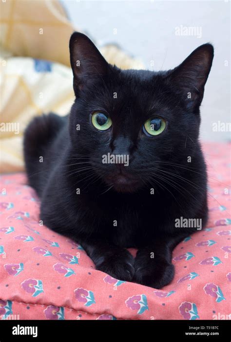 Black Russian Blue cat sitting and watching from bed Stock Photo - Alamy