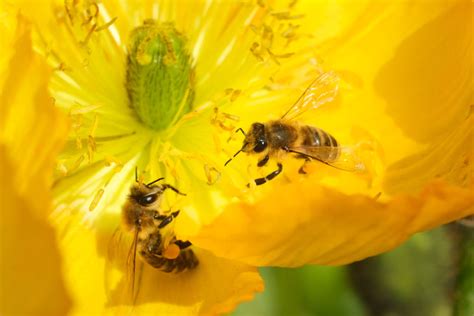 A Pair Of Bees Work Together To Take The Cap Off A Soda Bottle