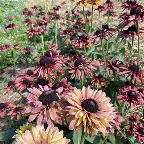 Caramel Mix Rudbeckia – Hudson Valley Seed Company