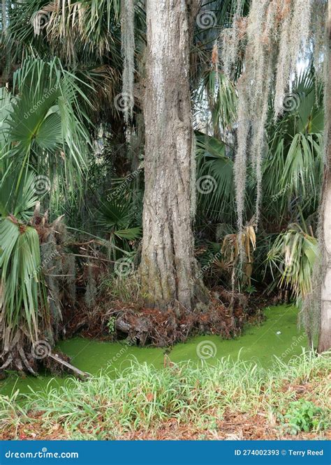 A Tree Growing in a Swamp with Green Algae Stock Image - Image of