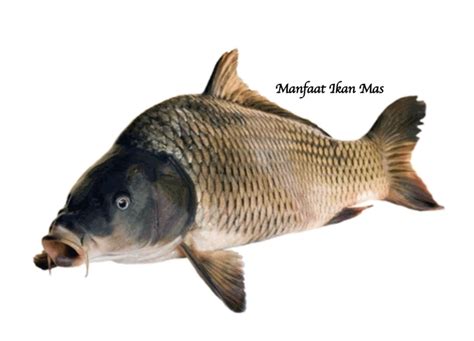 Manfaat Ikan Mas Nutrisi Kesehatan Dan Cara Mengolahnya Bams