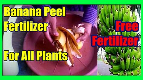 Making Banana Peel Fertilizer Hindi पौधों के लिए केलों के छिलकों से