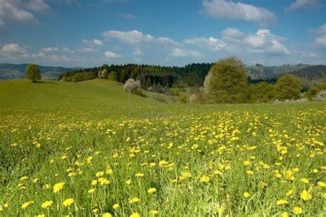 🔥 70 Spring Meadow Wallpapers Wallpapersafari