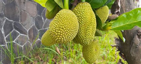 tree of jackfruit Stock Photo | Adobe Stock