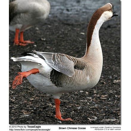 Swan Geese | Earth Life