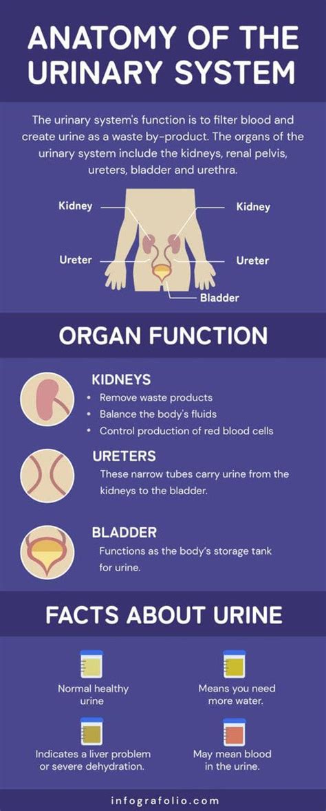 Anatomy of the Urinary System Infographic Template – Infografolio