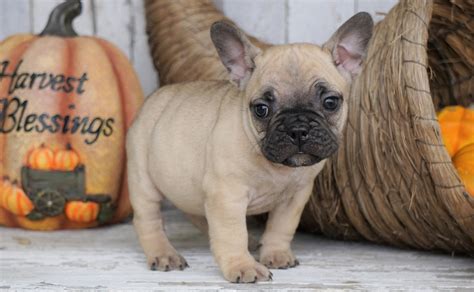 French Bulldog Mix Puppy For Sale Millersburg, OH Female - Tiny – AC Puppies LLC