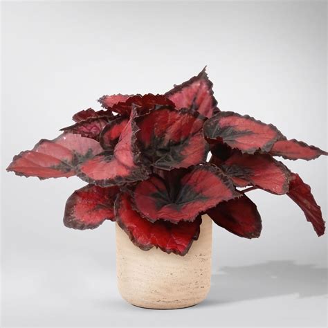 Begonia Rex 'Red Kiss' – Bloombox Club Ireland