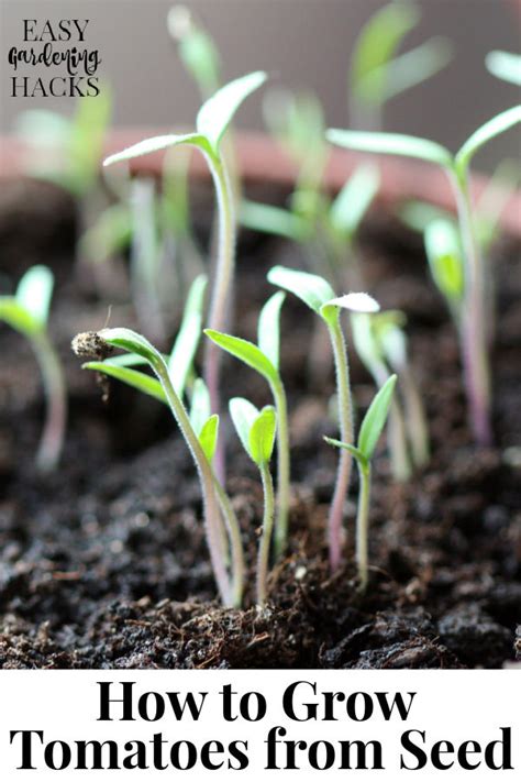 How To Grow Tomatoes From Seed Easy Gardening Hacks™