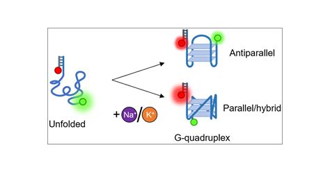 Kinetic And Thermodynamic Control Of G Quadruplex Polymorphism By Na