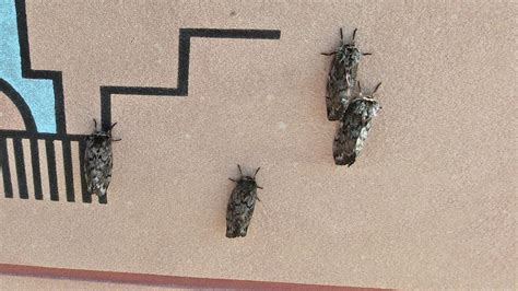 Bugs Of The American Southwest