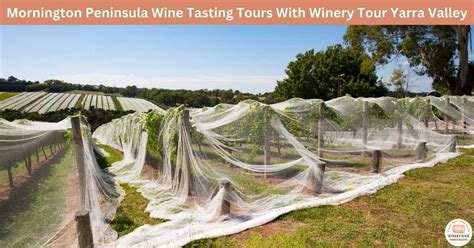 Mornington Peninsula Wine Tasting Tours With Winery Tour Yarra Valley