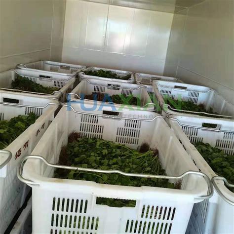 China Leafy Vegetable Vacuum Cooler In Post Harvest Cold Chain Systems