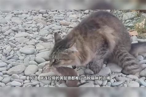 狡猾的老鼠真得意忘形，以为猫咪看不见它，猫咪一转头它就悲剧了猫咪老鼠悲剧