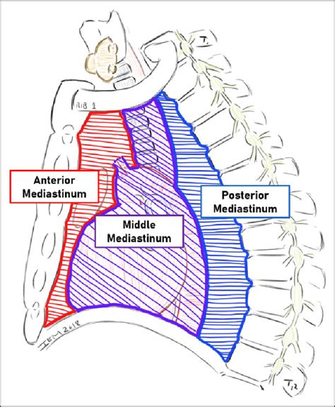 Anterior Mediastinum Anatomy