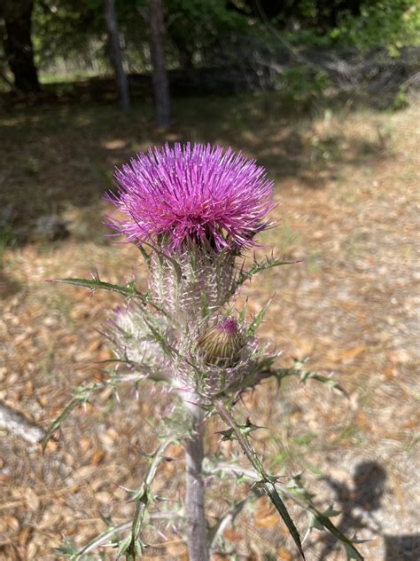 Bristle Thistle From Heart Island Conservation Area Trail De Leon