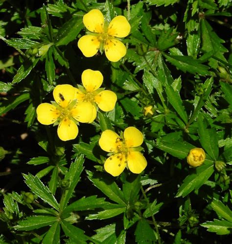 Smagy Pflanzen Insekten Heilkraft Blutwurz Potentilla Erecta